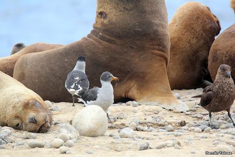 Isla Pingüino (febrero de 2022)