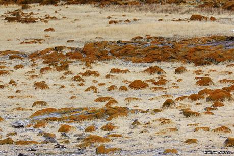 Isla Pingüino (febrero de 2022)