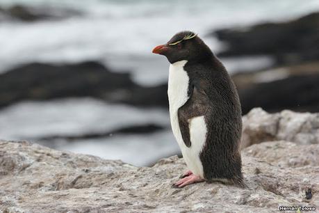 Isla Pingüino (febrero de 2022)