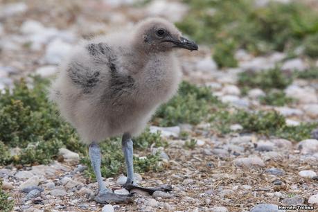 Isla Pingüino (febrero de 2022)