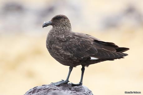 Isla Pingüino (febrero de 2022)