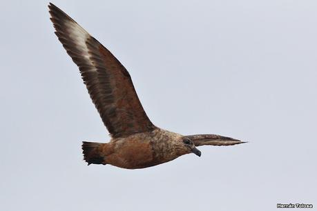 Isla Pingüino (febrero de 2022)