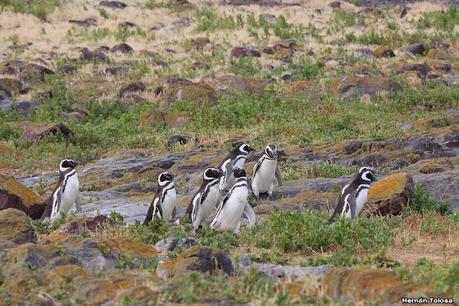 Isla Pingüino (febrero de 2022)