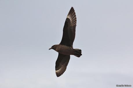 Isla Pingüino (febrero de 2022)