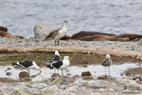 Isla Pingüino (febrero de 2022)