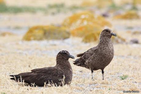 Isla Pingüino (febrero de 2022)