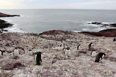 Isla Pingüino (febrero de 2022)