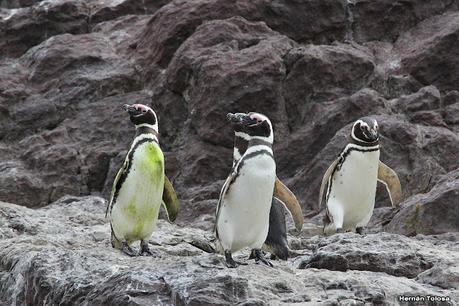 Isla Pingüino (febrero de 2022)