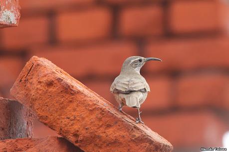 Isla Pingüino (febrero de 2022)