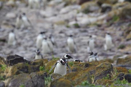 Isla Pingüino (febrero de 2022)