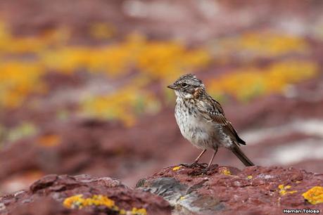 Isla Pingüino (febrero de 2022)
