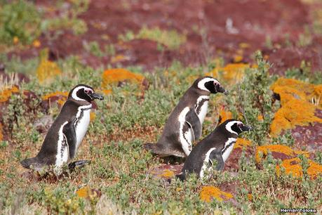 Isla Pingüino (febrero de 2022)