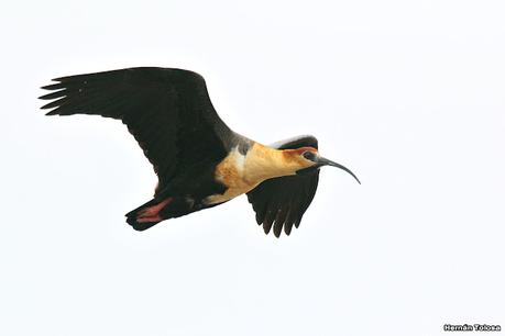 Isla Pingüino (febrero de 2022)