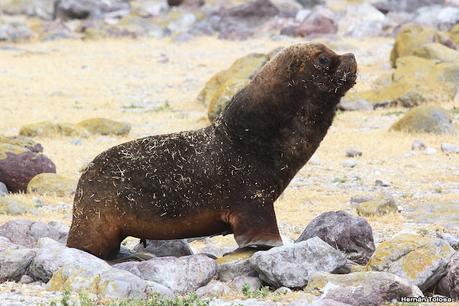 Isla Pingüino (febrero de 2022)