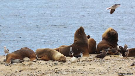 Isla Pingüino (febrero de 2022)