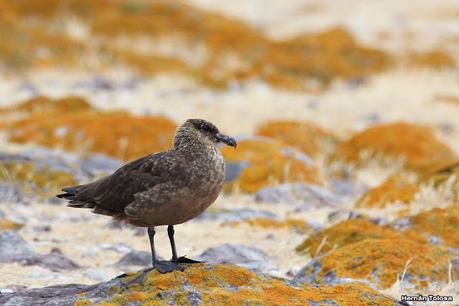 Isla Pingüino (febrero de 2022)