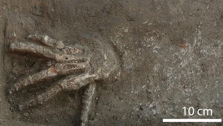 Descubren en Egipto 3 fosas con manos amputadas que pudieron ser parte de un antiguo ritual Descubren en Egipto 3 fosas con manos amputadas que pudieron ser parte de un antiguo ritual
