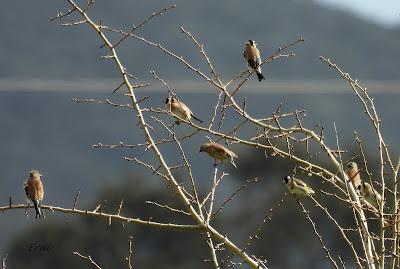 RESULTADO DE LA BÚSQUEDA DEL COLIRROJO REAL