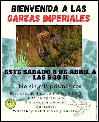 RESULTADO DE LA BÚSQUEDA DEL COLIRROJO REAL