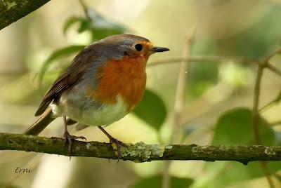RESULTADO DE LA BÚSQUEDA DEL COLIRROJO REAL