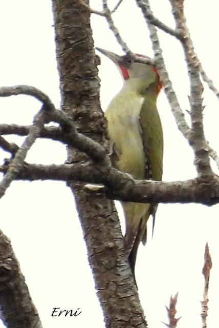 RESULTADO DE LA BÚSQUEDA DEL COLIRROJO REAL