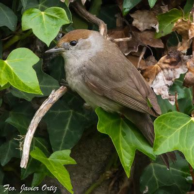 RESULTADO DE LA BÚSQUEDA DEL COLIRROJO REAL
