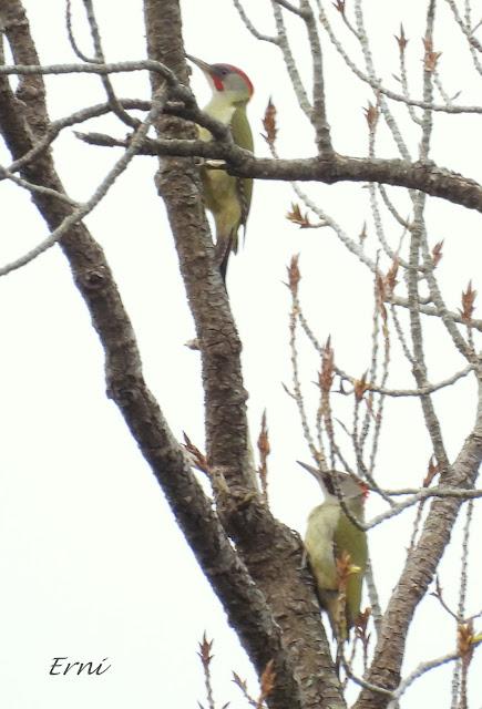 RESULTADO DE LA BÚSQUEDA DEL COLIRROJO REAL