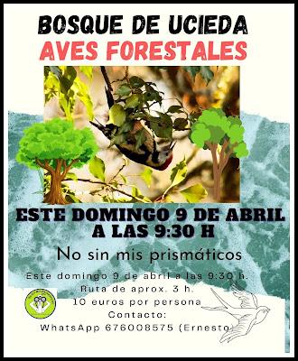 RESULTADO DE LA BÚSQUEDA DEL COLIRROJO REAL