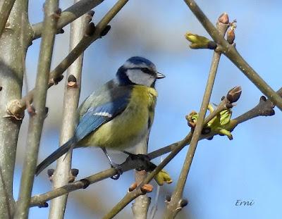 RESULTADO DE LA BÚSQUEDA DEL COLIRROJO REAL