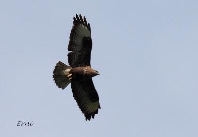 RESULTADO DE LA BÚSQUEDA DEL COLIRROJO REAL