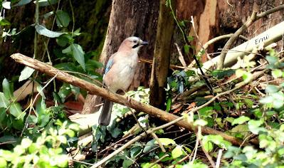 RESULTADO DE LA BÚSQUEDA DEL COLIRROJO REAL