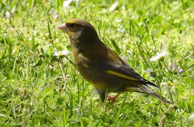 RESULTADO DE LA BÚSQUEDA DEL COLIRROJO REAL
