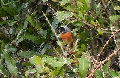 RESULTADO DE LA BÚSQUEDA DEL COLIRROJO REAL