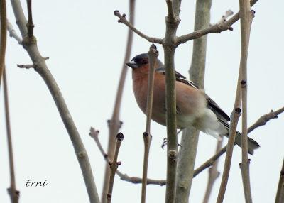 RESULTADO DE LA BÚSQUEDA DEL COLIRROJO REAL
