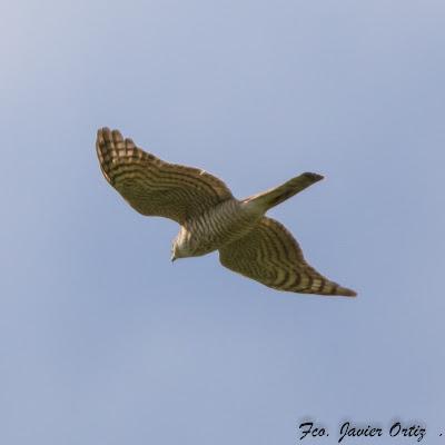 RESULTADO DE LA BÚSQUEDA DEL COLIRROJO REAL