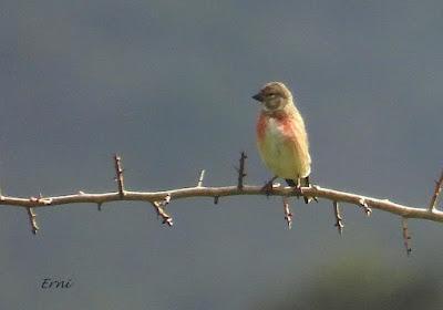 RESULTADO DE LA BÚSQUEDA DEL COLIRROJO REAL