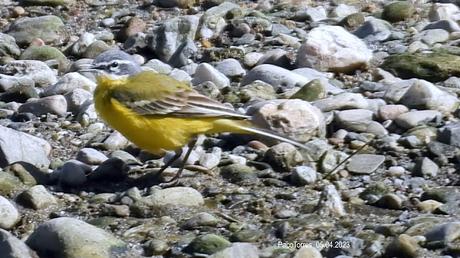 Motacilla flava llega cuando la M.cinerea se va