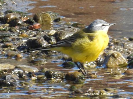 Motacilla flava llega cuando la M.cinerea se va