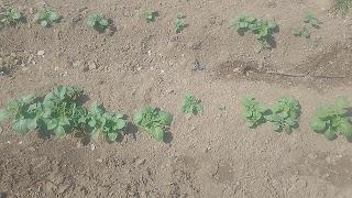 Siembra de las carlitas Siembra de las carlitas