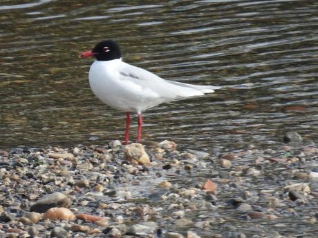 Ichthyaetus melanocephalus con  plumaje de verano