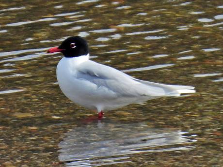 Ichthyaetus melanocephalus con  plumaje de verano