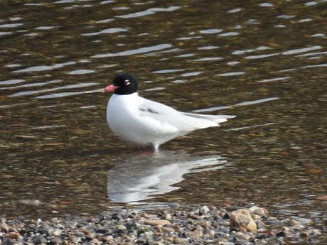 Ichthyaetus melanocephalus con  plumaje de verano