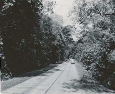 La carretera forestal en 1950 Zona del Canal de Panamá