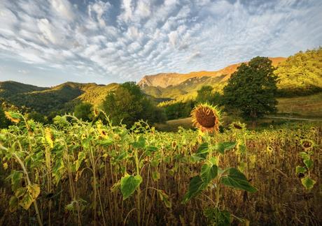 Il Venerdí di Photosatriani N. 413