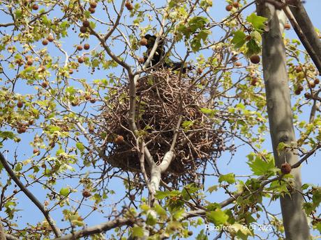 Las grajas vuelven a intentarlo