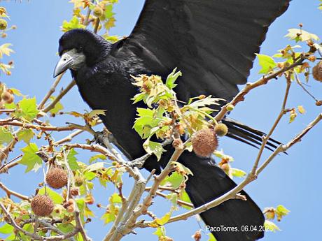 Las grajas vuelven a intentarlo