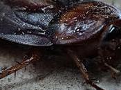 sacan cucaracha muerta #vagina tras acudir médico fuertes dolores