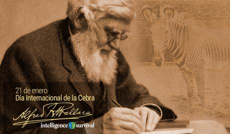 Alfred Russel Wallace, Día internacional de la cebra