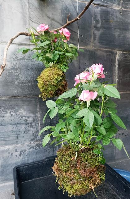 Bonsai y mas : Kokedama Bonsai y mas : Kokedama