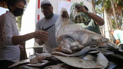 Ofertan más 4 toneladas de pescado durante jornada especial en Libertador
